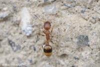 Temnothorax