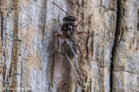Cynipidae