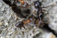 Lasius emarginatus