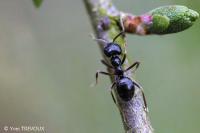 Lasius fuliginosus