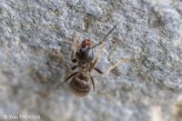 Lasius