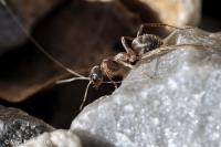 Lasius
