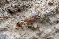 Temnothorax