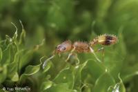 Temnothorax