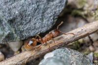 Temnothorax
