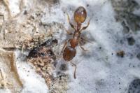 Temnothorax
