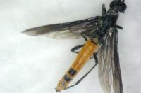 Calameuta pygmaea