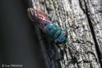 Chrysis ignita