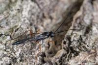 Lissonota