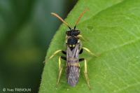 Nomada succincta