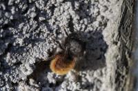 Osmia cornuta