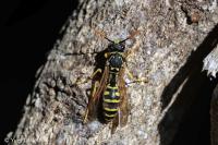 Polistes dominula