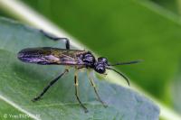 Tenthredo temula