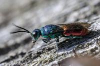 Chrysis ignita