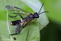 Tenthredo temula