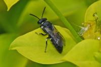 Hylaeus