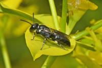Hylaeus