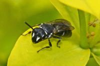 Hylaeus