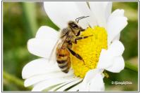 Apis mellifera