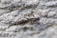 Clistopyga incitator