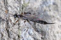 Clistopyga incitator