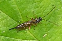 Itoplectis maculator