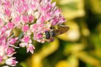 Philanthus triangulum