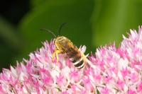 Halictus scabiosae