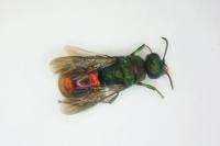 Hedychrum gerstaeckeri