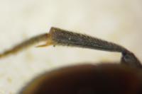 Hedychrum gerstaeckeri