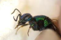 Hedychrum gerstaeckeri