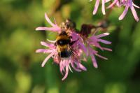 Bombus terrestris