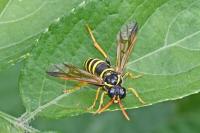 Tenthredo scrophulariae