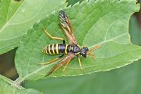 Tenthredo scrophulariae