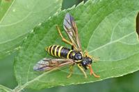 Tenthredo scrophulariae