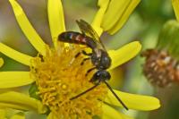 Lasioglossum calceatum