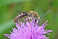 Lasioglossum calceatum
