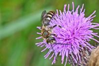 Lasioglossum calceatum