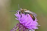 Lasioglossum calceatum