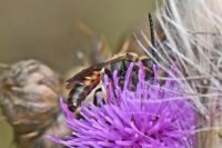 Lasioglossum calceatum