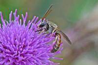 Lasioglossum calceatum