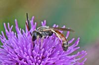 Lasioglossum calceatum
