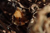 Tetramorium immigrans