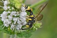 Cerceris