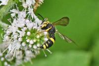 Cerceris