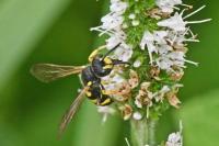Cerceris