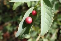 Diplolepis eglanteriae