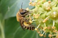 Colletes hederae