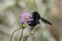 Xylocopa iris