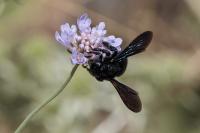 Xylocopa iris